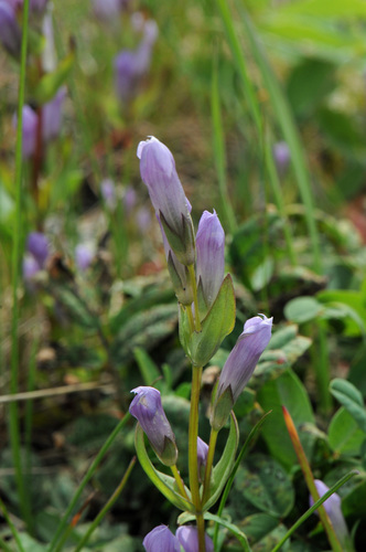 Fourpart dwarf gentian (Gentianella propinqua)