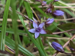 Gentianella rapunculoides (Gentianella rapunculoides)