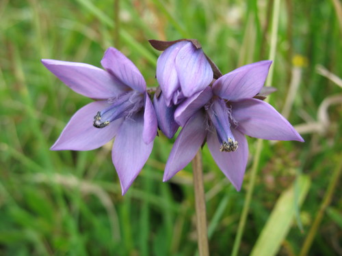 Gentianella rapunculoides (Gentianella rapunculoides)