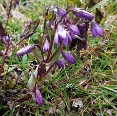Gentianella rapunculoides (Gentianella rapunculoides)