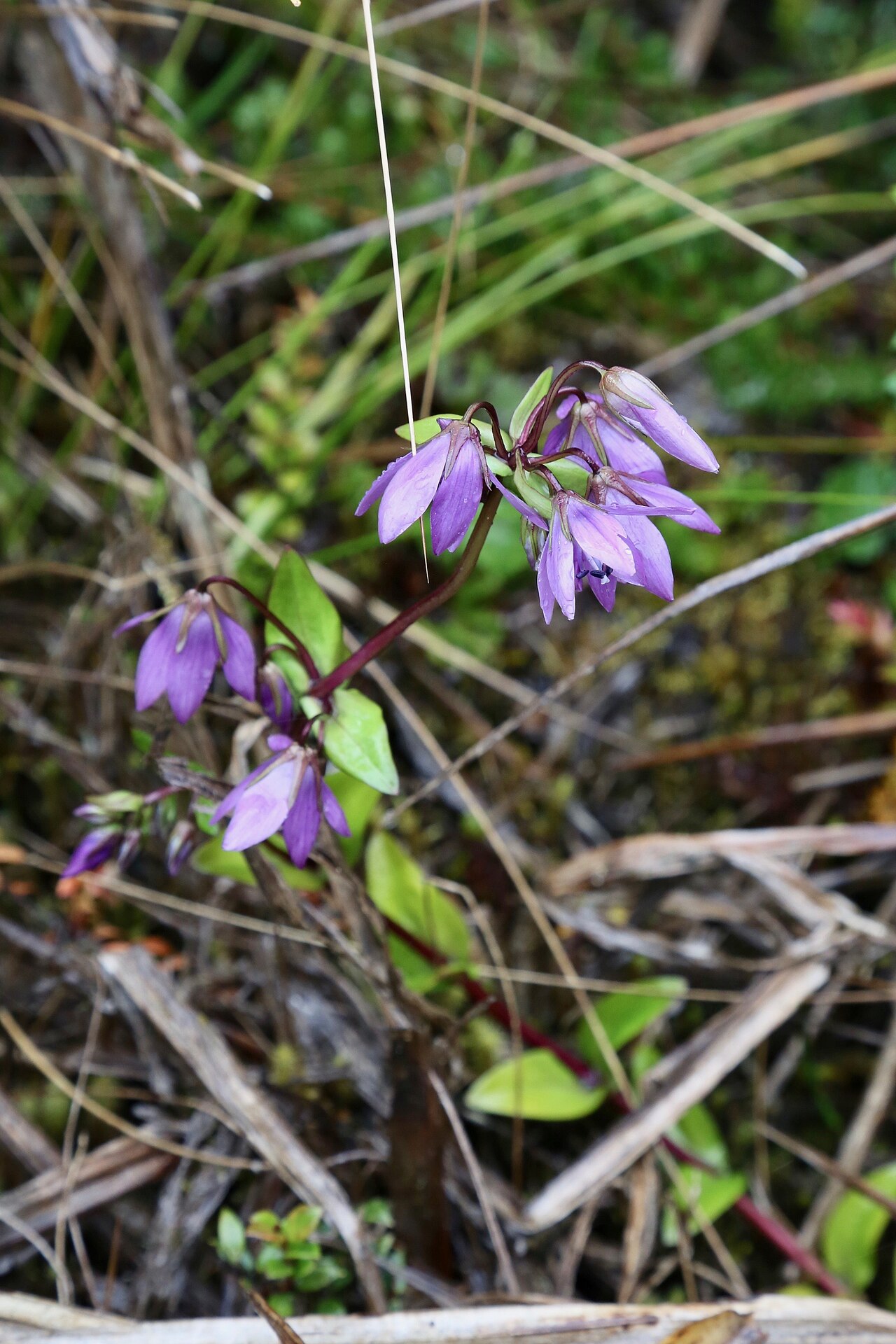 Gentianella rapunculoides: Ecuador, Napo Province, Cayambe Coca National Park, near Loreto lake, páramo, 3800 m