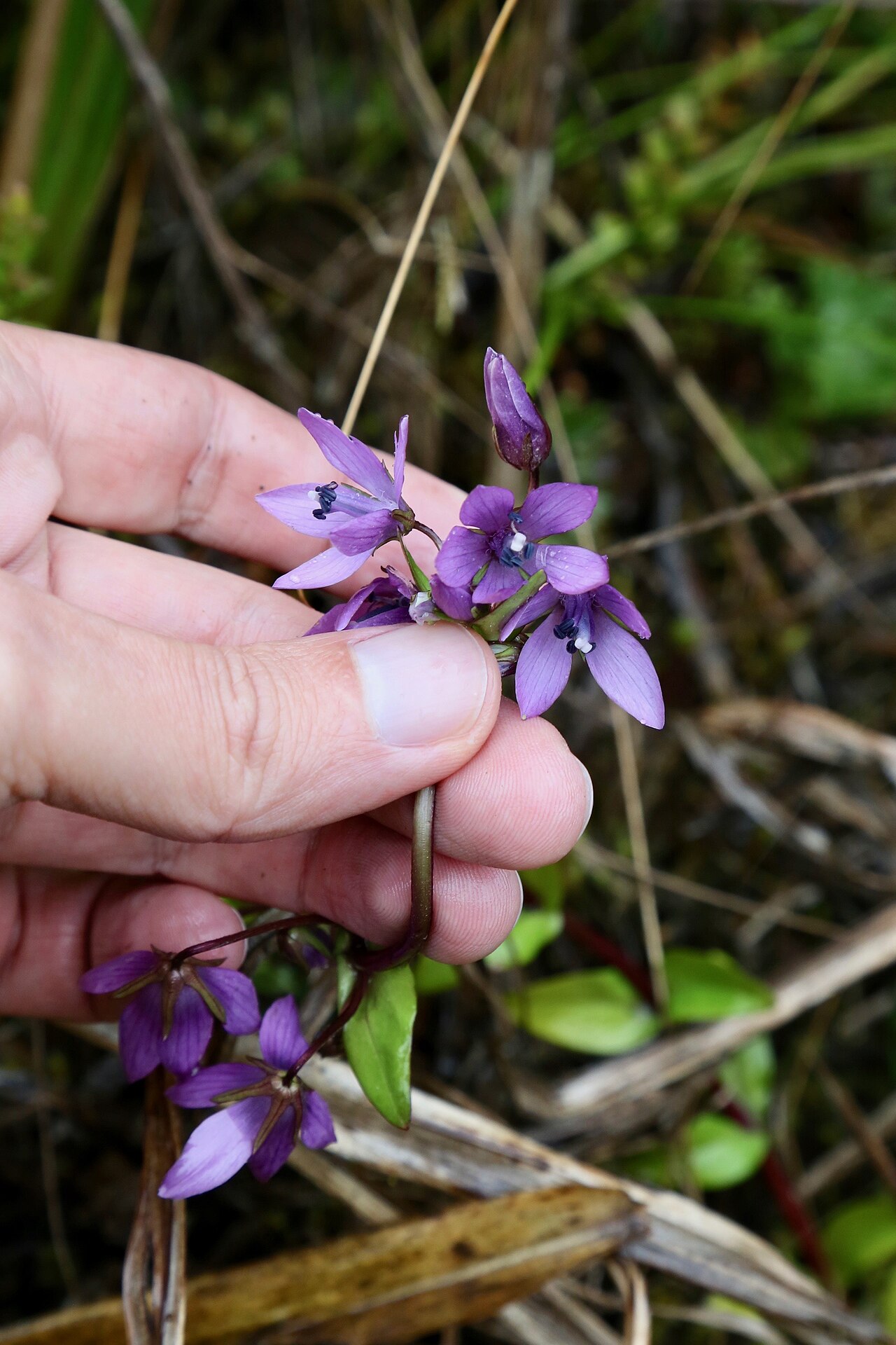 Gentianella rapunculoides: Ecuador, Napo Province, Cayambe Coca National Park, near Loreto lake, páramo, 3800 m