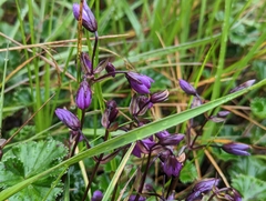 Gentianella rapunculoides (Gentianella rapunculoides)