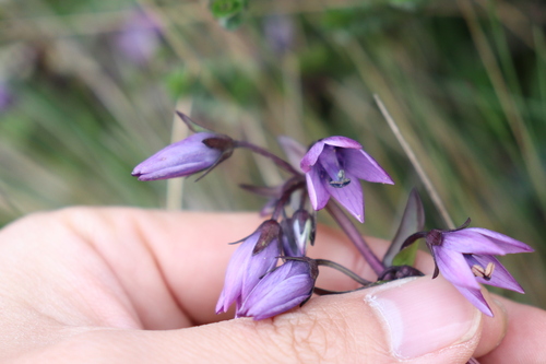Gentianella rapunculoides (Gentianella rapunculoides)