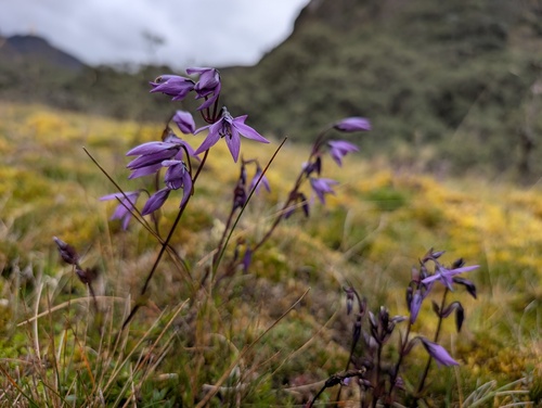 Gentianella rapunculoides (Gentianella rapunculoides)