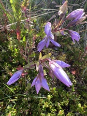 Gentianella rapunculoides (Gentianella rapunculoides)
