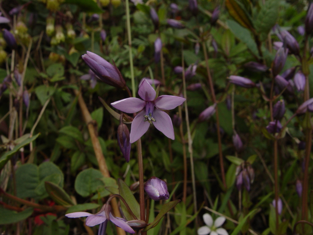 Gentianella rapunculoides (Gentianella rapunculoides)