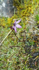 Gentianella rapunculoides (Gentianella rapunculoides)