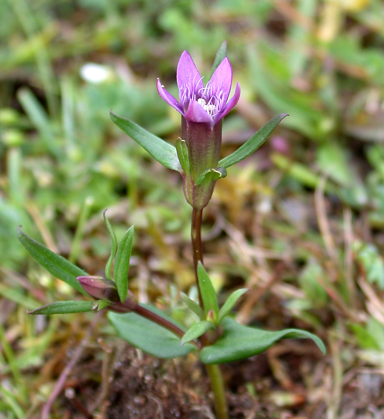 Dune gentian: Oxwich West Glamorgan