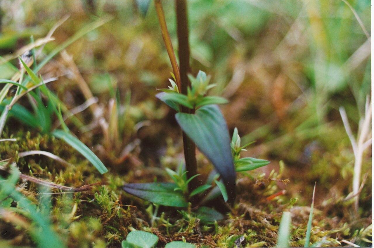 Dune gentian: Gentianella uliginosa