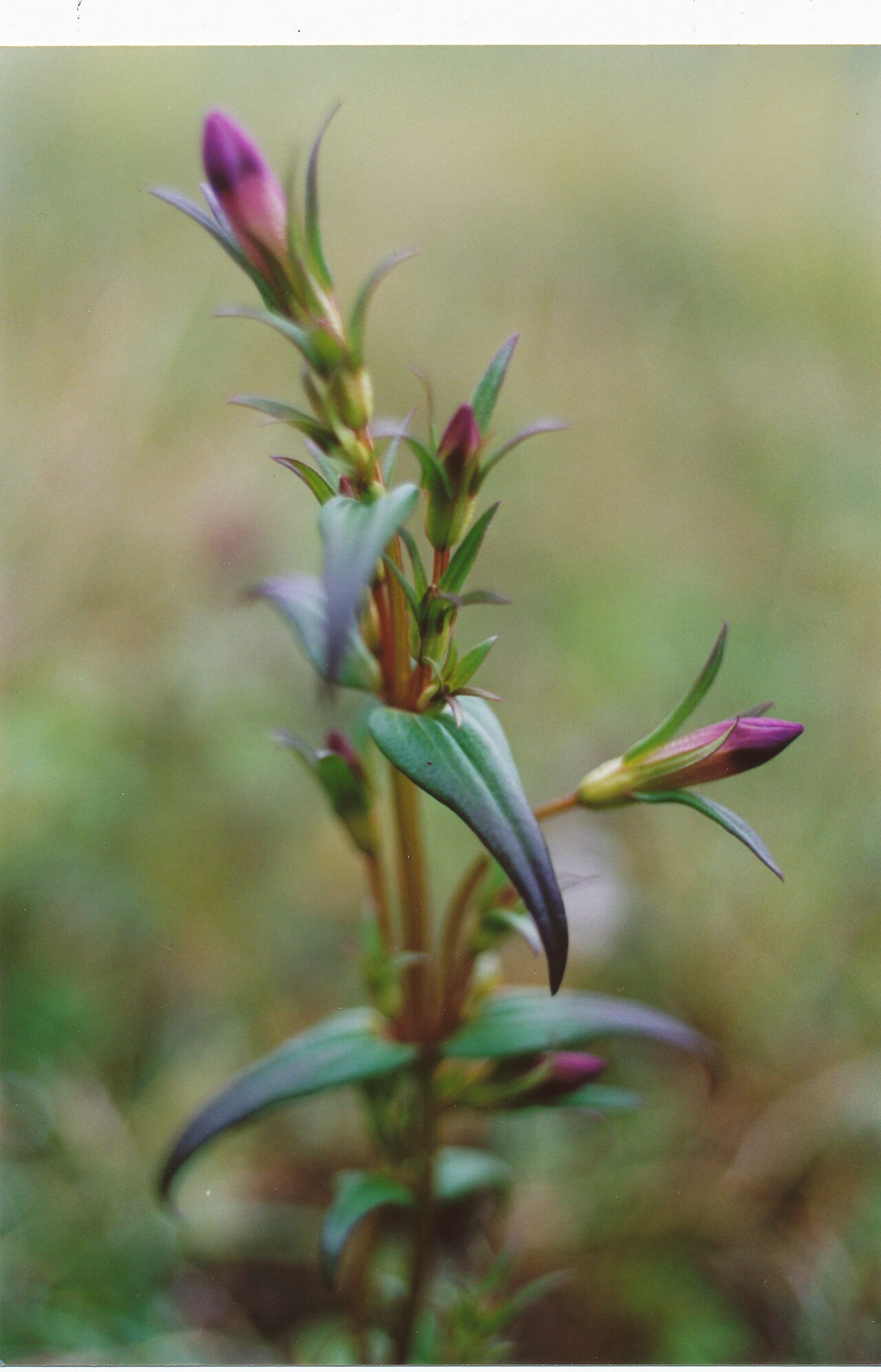 Dune gentian: Gentianella uliginosa