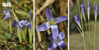 Gentianopsis barbata: Gentianopsis stricta, Tajikistan