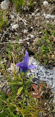 Perennial fringed gentian (Gentianopsis barbellata)
