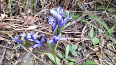 Perennial fringed gentian (Gentianopsis barbellata)
