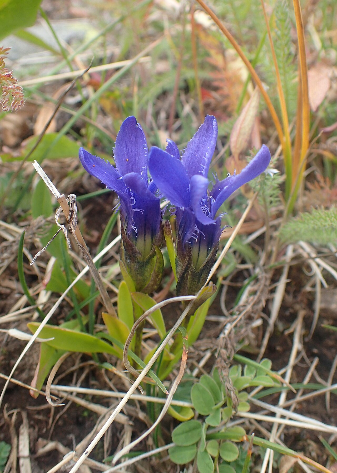 Perennial fringed gentian: Gentianopsis barbellata at Clinton Gulch Dam Reservoir, Colorado, USA