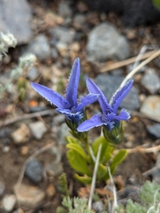 Perennial fringed gentian (Gentianopsis barbellata)