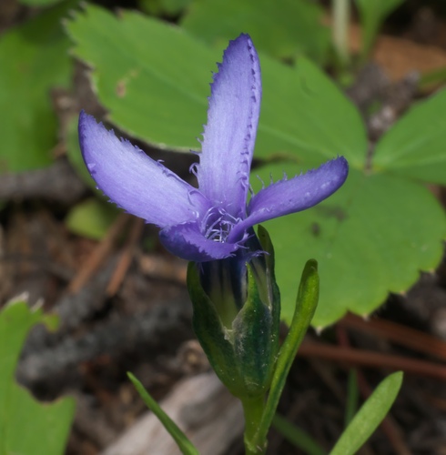 Perennial fringed gentian (Gentianopsis barbellata)