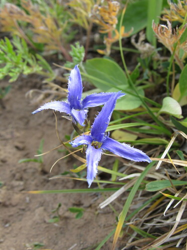 Perennial fringed gentian (Gentianopsis barbellata)