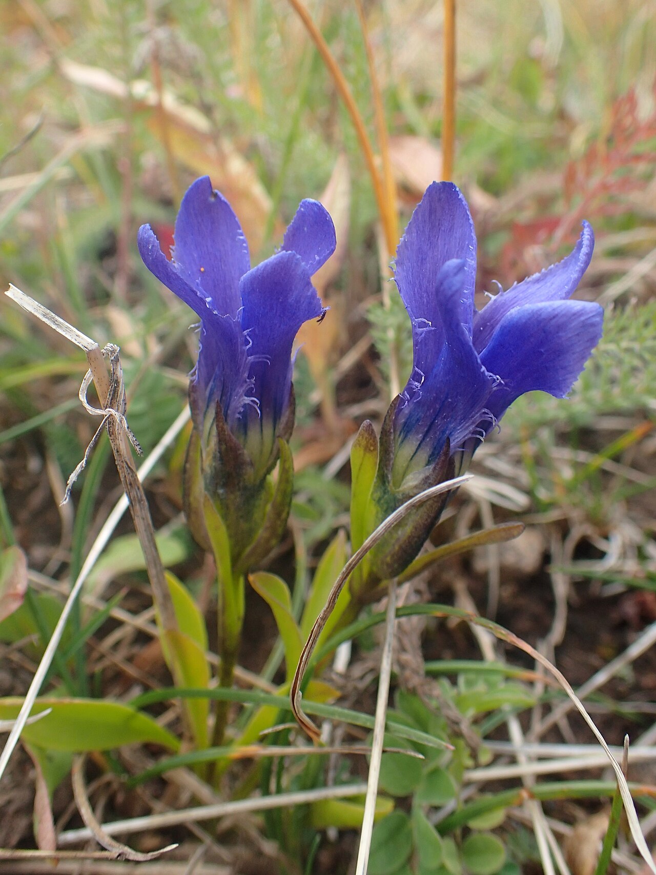 Perennial fringed gentian: Gentianopsis barbellata at Clinton Gulch Dam Reservoir, Colorado, USA