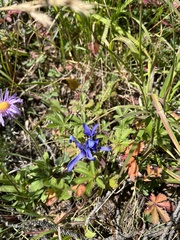 Perennial fringed gentian (Gentianopsis barbellata)