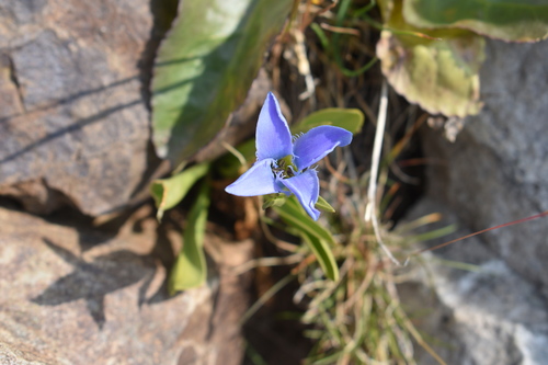 Perennial fringed gentian (Gentianopsis barbellata)
