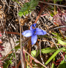 Perennial fringed gentian (Gentianopsis barbellata)
