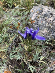 Perennial fringed gentian (Gentianopsis barbellata)