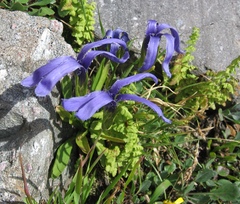 Perennial fringed gentian (Gentianopsis barbellata)