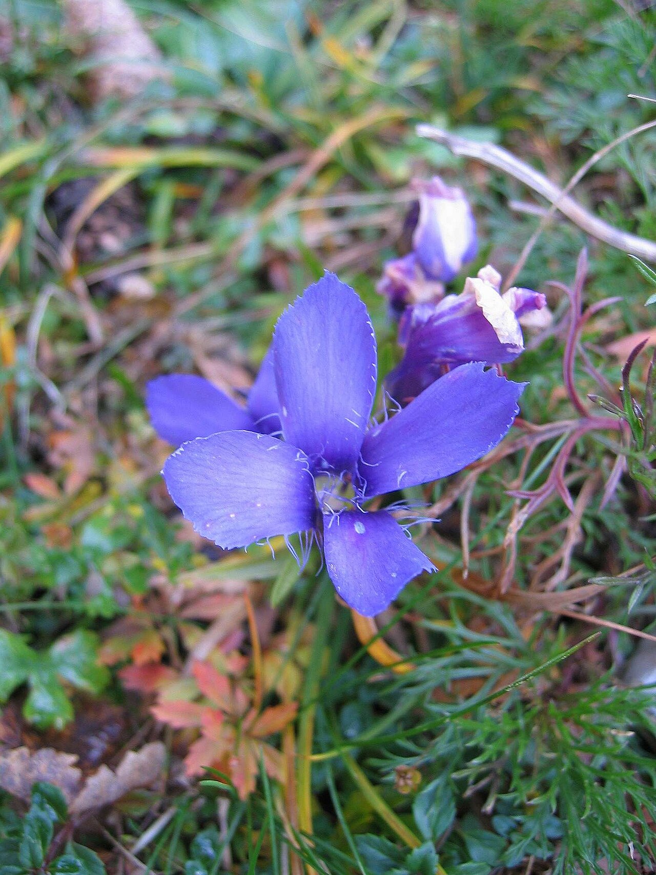 Fringed gentian (Gentianopsis ciliata)