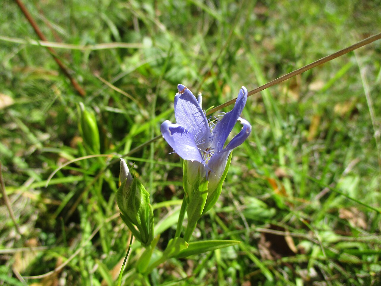Fringed gentian: Gewöhnlicher Fransenenzian ( Gentianopsis ciliata ) im Naturschutzgebiet „Birzberg, Honigsack/Kappelberghang“