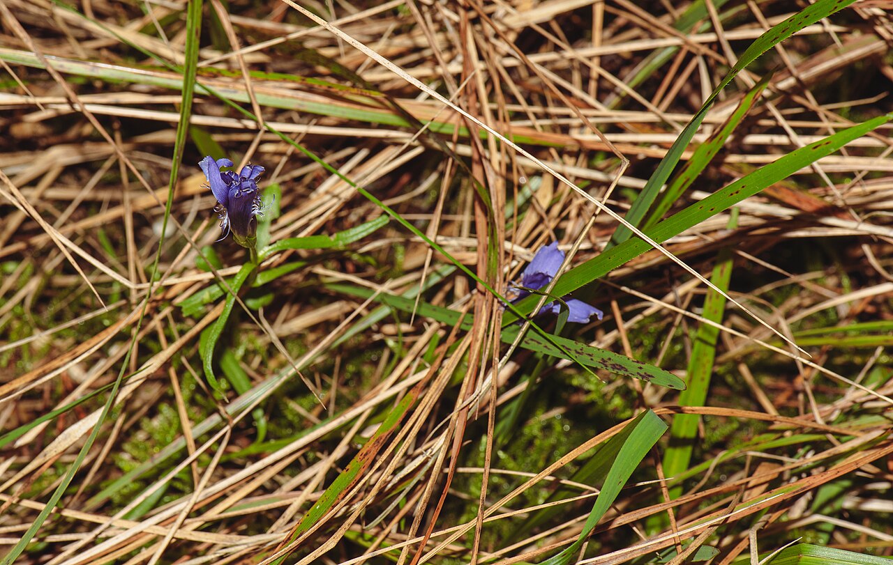 Fringed gentian: Fransen-Enzian ( Gentianopsis ciliata ) in der südlichen Fröttmaninger Heide.