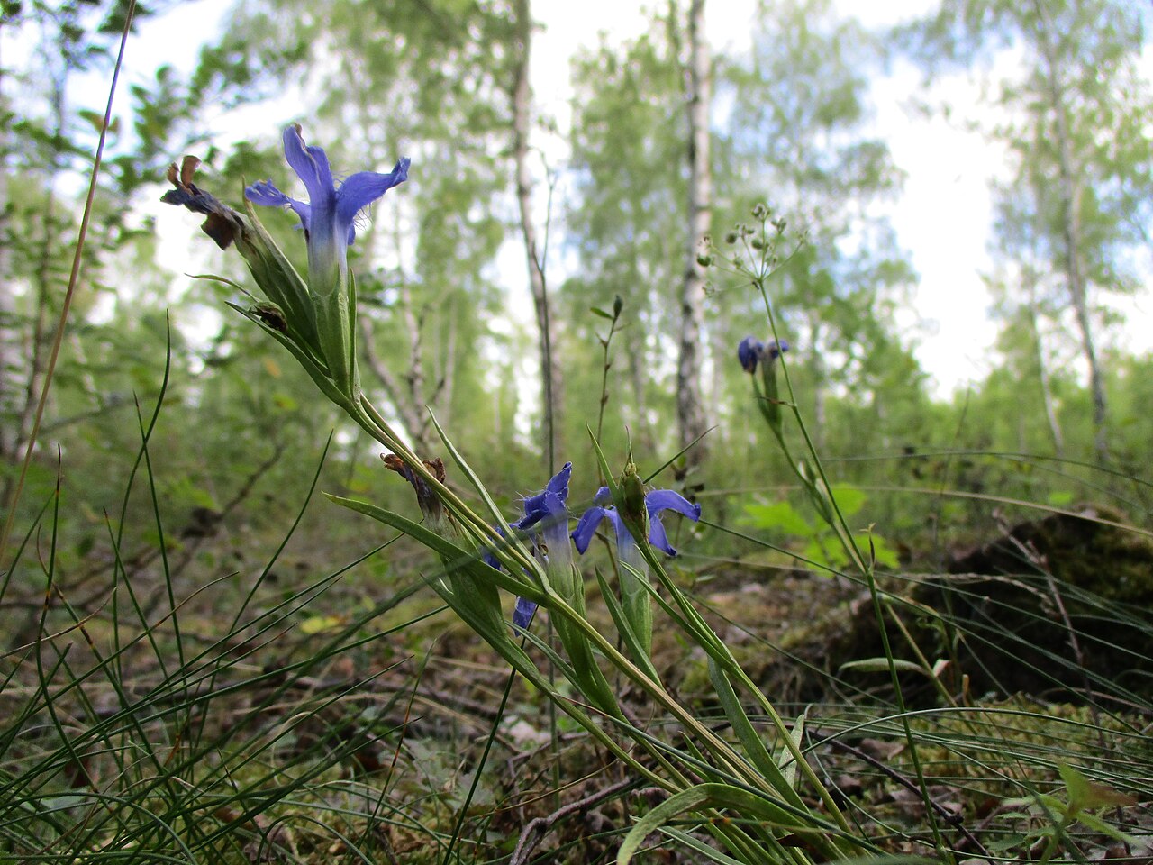 Fringed gentian: Gewöhnliche Fransenenzian ( Gentianopsis ciliata ) im Naturschutzgebiet Birzberg