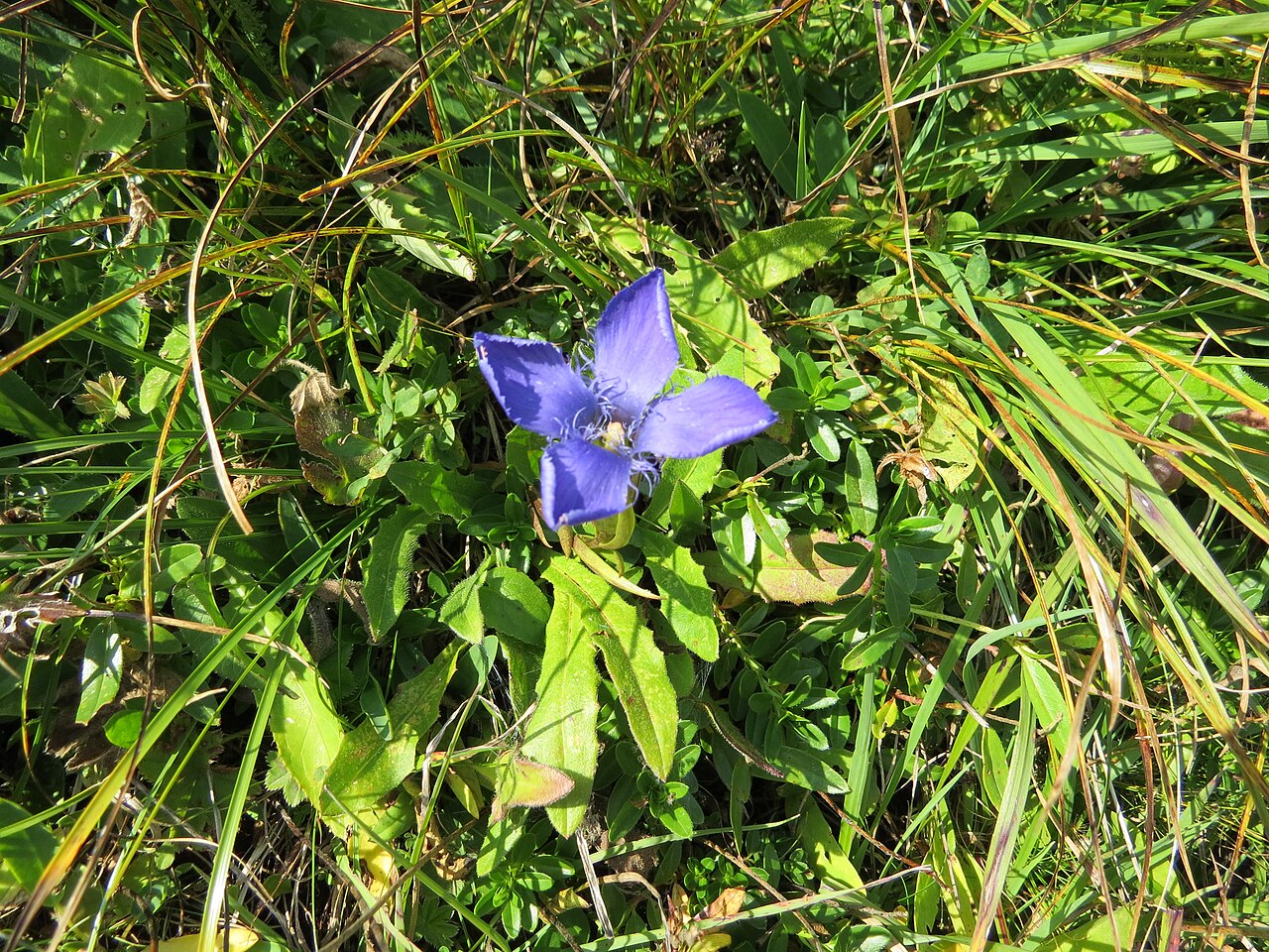 Fringed gentian: Gentianopsis ciliata (fringed gentian) at Rax, Austria