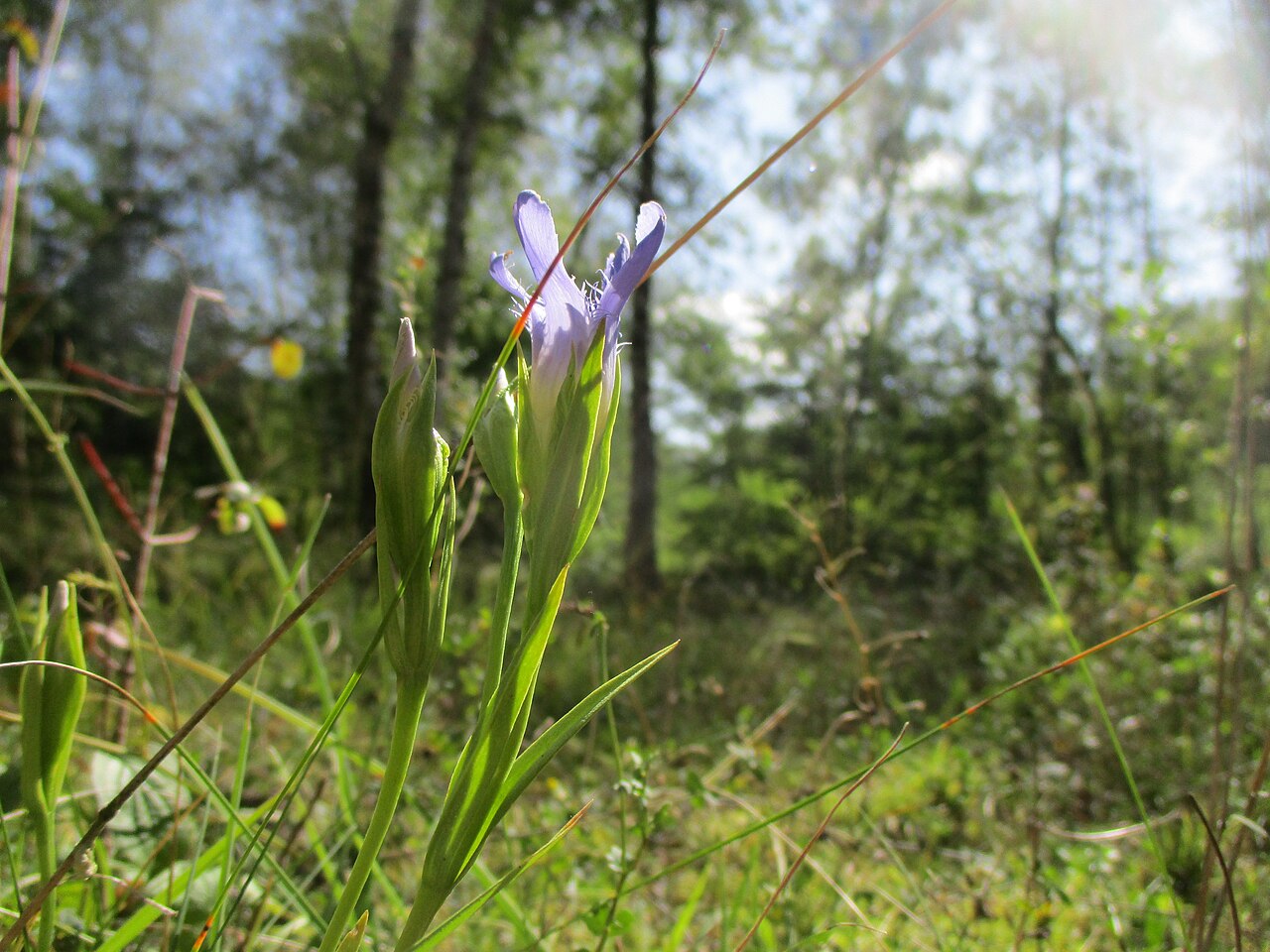Fringed gentian: Gewöhnlicher Fransenenzian ( Gentianopsis ciliata ) im Naturschutzgebiet „Birzberg, Honigsack/Kappelberghang“