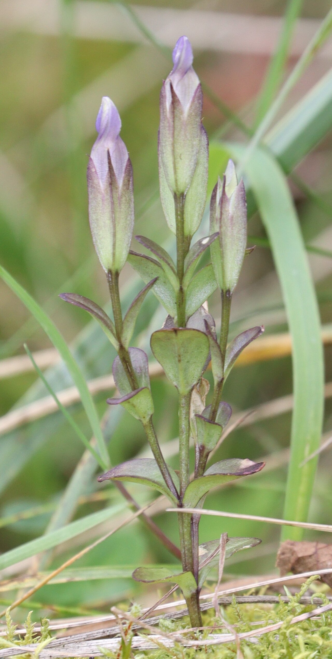 Gentianopsis contorta: Gentianopsis contorta in Mount Ibuki, Miabara, Shiga Prefecture, Japan.