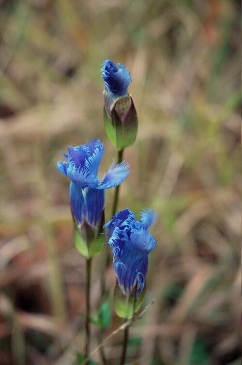 Greater fringed gentian: Fringed Gentian ( Gentiana crinita ).