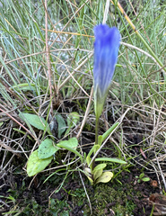 Windmill fringed gentian (Gentianopsis detonsa)