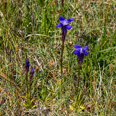 Windmill fringed gentian (Gentianopsis detonsa)