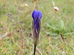 Windmill fringed gentian (Gentianopsis detonsa)