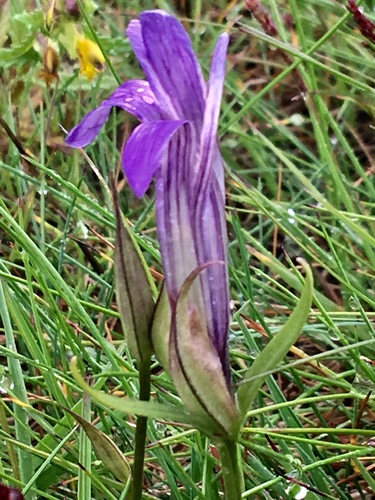 Windmill fringed gentian (Gentianopsis detonsa)