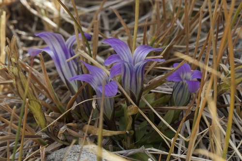 Sierra fringed gentian (Gentianopsis holopetala)