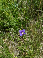 Sierra fringed gentian (Gentianopsis holopetala)