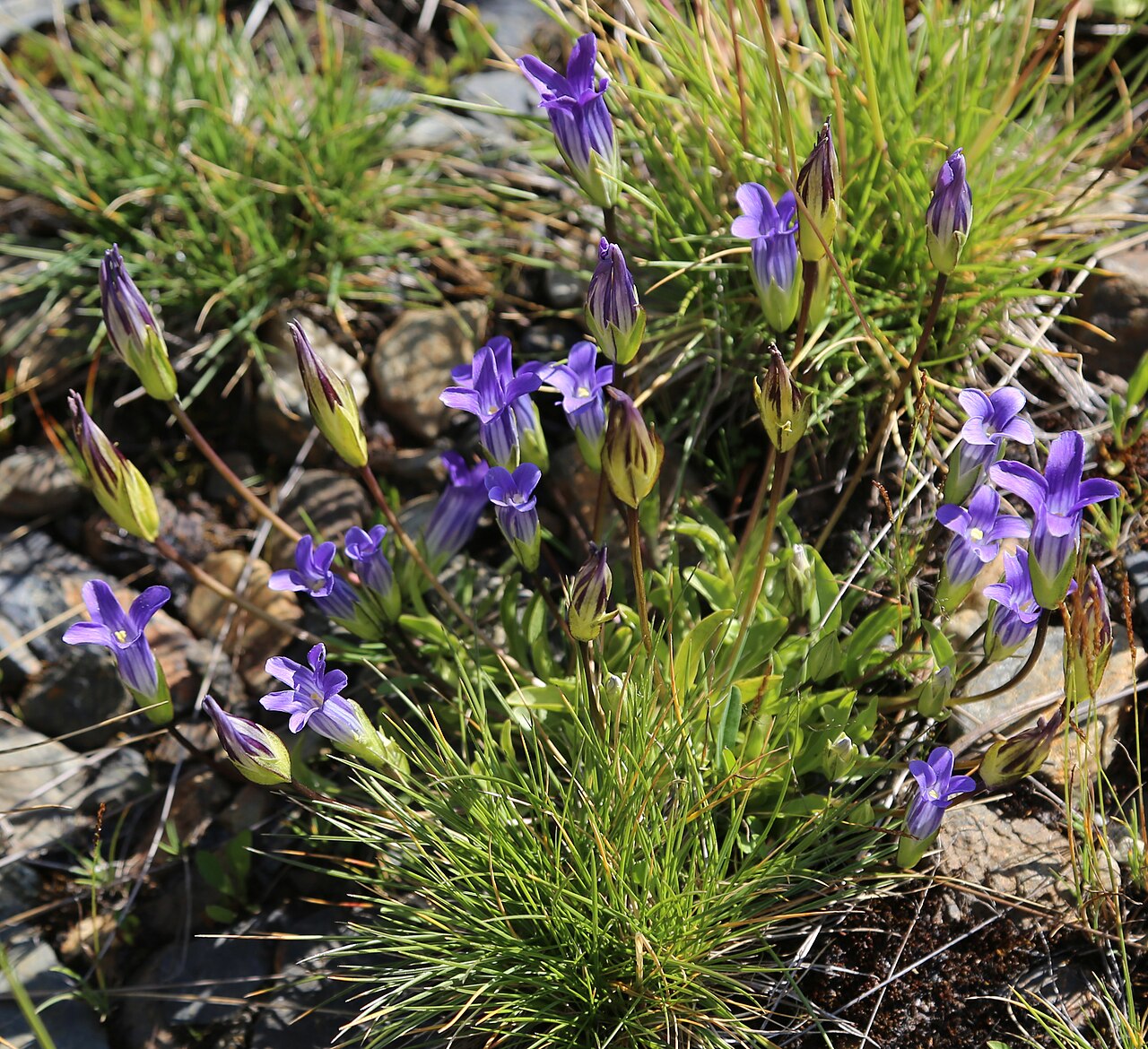 Sierra fringed gentian: Sierra gentian (Gentianopsis holopetala), large clump with flowers and buds. At 10,300 ft (3,100 m) by Shell Lake, Mine Creek Valley, near Tioga Pass, Californi