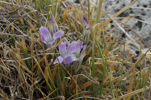 Sierra fringed gentian (Gentianopsis holopetala)