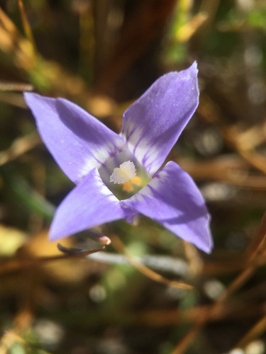 Sierra fringed gentian (Gentianopsis holopetala)