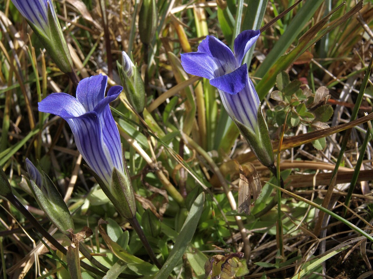 Sierra fringed gentian: Sierra fringed gentian, Gentianopsis holopetala, Sierra Nevada, elevation 2290 m