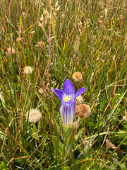 Sierra fringed gentian (Gentianopsis holopetala)
