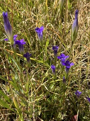 Sierra fringed gentian (Gentianopsis holopetala)