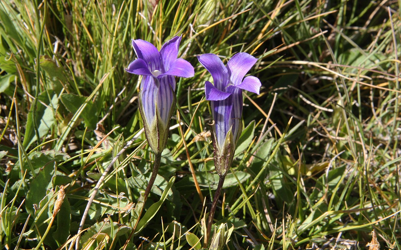 Sierra fringed gentian: Pair of sierra gentians (Gentianopsis holopetala) in meadow below Dorothy Lake, at 10,500ft. Upper Rock Creek, John Muir Wilderness, Sierra Nevada mountains, Ca