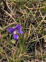 Sierra fringed gentian (Gentianopsis holopetala)